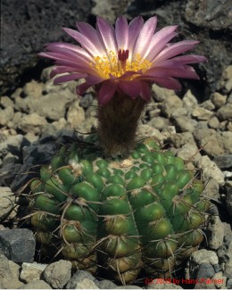 Notocactus cv.  